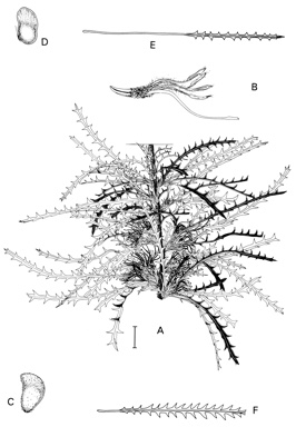 APII jpeg image of Dryandra conferta var. conferta,<br/>Dryandra platycarpa,<br/>Dryandra concinna,<br/>Dryandra fasciculata  © contact APII