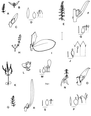 APII jpeg image of Rotala diandra,<br/>Rotala tripartita,<br/>Rotala occultiflora,<br/>Rotala mexicana,<br/>Rotala rotundifolia,<br/>Rotala rosea  © contact APII