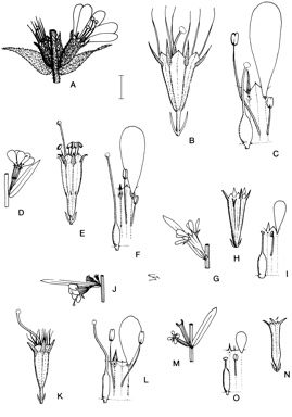 APII jpeg image of Lythrum junceum,<br/>Lythrum salicaria,<br/>Lythrum wilsonii,<br/>Lythrum paradoxum,<br/>Lythrum hyssopifolia  © contact APII