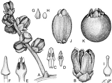 APII jpeg image of Cassytha filiformis  © contact APII