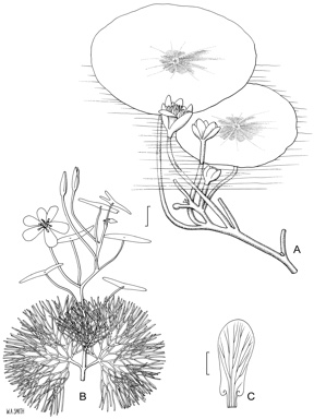 APII jpeg image of Brasenia schreberi,<br/>Cabomba caroliniana var. caroliniana  © contact APII