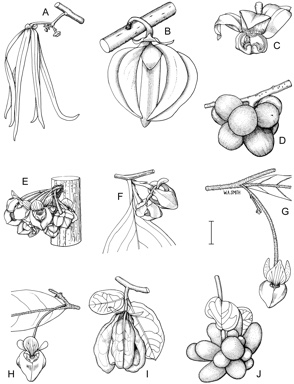 APII jpeg image of Goniothalamus australis,<br/>Cananga odorata,<br/>Pseuduvaria froggattii,<br/>Fitzalania bidwillii,<br/>Mitrephora diversifolia,<br/>Pseuduvaria hylandii,<br/>Pseuduvaria villosa,<br/>Pseuduvaria mulgraveana var. mulgraveana  © contact APII