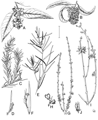 APII jpeg image of Celastrus subspicata,<br/>Psammomoya ephedroides,<br/>Celastrus australis,<br/>Apatophyllum olsenii,<br/>Psammomoya choretroides,<br/>Apatophyllum constablei  © contact APII