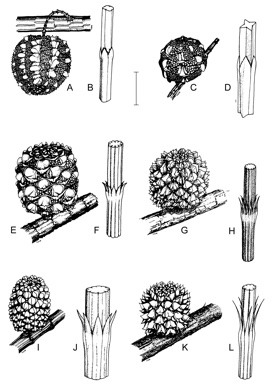 APII jpeg image of Allocasuarina torulosa,<br/>Allocasuarina decussata,<br/>Allocasuarina huegeliana,<br/>Allocasuarina trichodon,<br/>Allocasuarina fraseriana  © contact APII