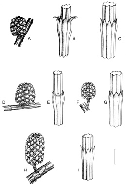 APII jpeg image of Allocasuarina portuensis,<br/>Allocasuarina rigida subsp. exsul,<br/>Allocasuarina rupicola,<br/>Allocasuarina ophiolitica,<br/>Allocasuarina rigida subsp. rigida  © contact APII