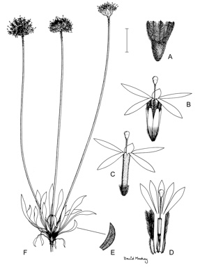 APII jpeg image of Brunonia australis  © contact APII