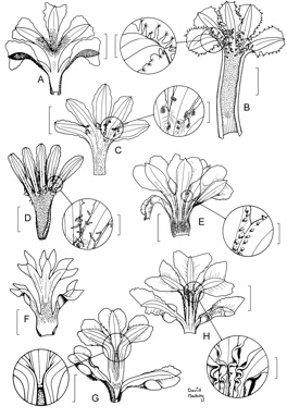 APII jpeg image of Coopernookia chisholmii,<br/>Scaevola taccada,<br/>Goodenia calcarata,<br/>Goodenia sepalosa var. sepalosa,<br/>Scaevola humifusa,<br/>Scaevola humilis,<br/>Goodenia gibbosa,<br/>Dampiera leptoclada  © contact APII