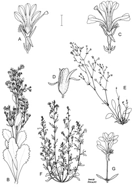 APII jpeg image of Goodenia berringbinensis,<br/>Goodenia scaevolina,<br/>Goodenia stobbsiana,<br/>Goodenia modesta  © contact APII