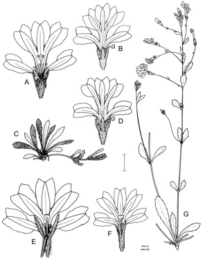 APII jpeg image of Goodenia affinis,<br/>Goodenia convexa,<br/>Goodenia tripartita,<br/>Goodenia wilunensis,<br/>Goodenia geniculata,<br/>Goodenia blackiana  © contact APII