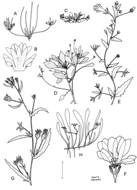 APII jpeg image of Goodenia holtzeana,<br/>Goodenia pumilio,<br/>Goodenia kakadu,<br/>Selliera radicans,<br/>Goodenia pilosa,<br/>Goodenia integerrima  © contact APII