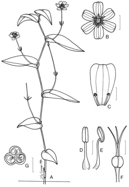 APII jpeg image of Tripladenia cunninghamii  © contact APII