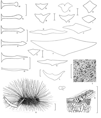 APII jpeg image of Xanthorrhoea concava,<br/>Xanthorrhoea preissii,<br/>Xanthorrhoea media,<br/>Xanthorrhoea nana,<br/>Xanthorrhoea arborea,<br/>Xanthorrhoea acanthostachya,<br/>Xanthorrhoea fulva,<br/>Xanthorrhoea johnsonii,<br/>Xanthorrhoea macronema,<br/>Xanthorrhoea drummondii,<br/>Xanthorrhoea minor,<br/>Xanthorrhoea semiplana subsp. tateana,<br/>Xanthorrhoea latifolia subsp. latifolia,<br/>Xanthorrhoea australis  © contact APII