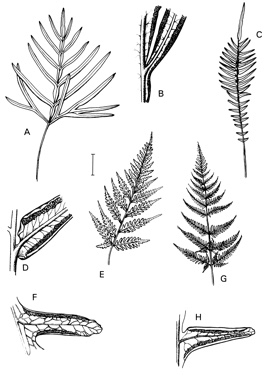 APII jpeg image of Pteris vittata,<br/>Pteris umbrosa,<br/>Pteris tremula,<br/>Pteris comans  © contact APII