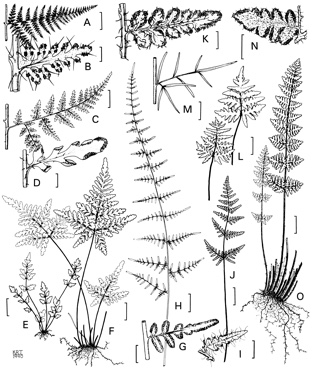 APII jpeg image of Cheilanthes nitida,<br/>Cheilanthes tenuifolia,<br/>Cheilanthes prenticei,<br/>Cheilanthes nudiuscula,<br/>Cheilanthes contigua,<br/>Cheilanthes praetermissa,<br/>Cheilanthes fragillima,<br/>Cheilanthes caudata,<br/>Cheilanthes pumilio  © contact APII