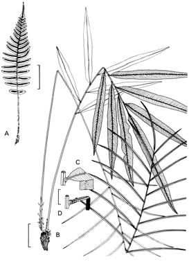 APII jpeg image of Blechnum occidentale,<br/>Blechnum articulatum  © contact APII