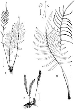 APII jpeg image of Blechnum wattsii,<br/>Blechnum minus  © contact APII