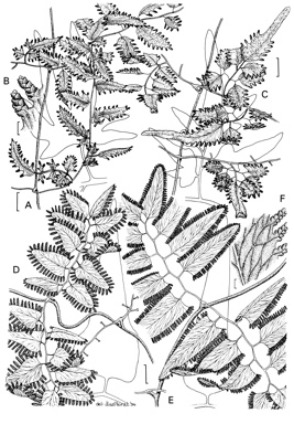 APII jpeg image of Lygodium microphyllum,<br/>Lygodium flexuosum,<br/>Lygodium japonicum,<br/>Lygodium reticulatum  © contact APII