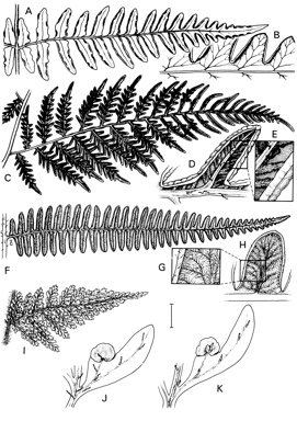 APII jpeg image of Pteridium esculentum,<br/>Pteridium revolutum,<br/>Oenotrichia tripinnata,<br/>Histiopteris incisa,<br/>Oenotrichia dissecta  © contact APII