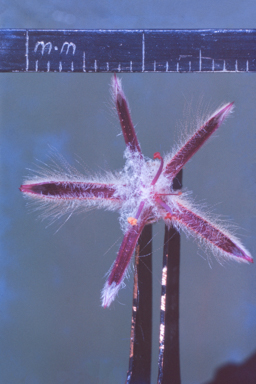 APII jpeg image of Ptilotus sessilifolius  © contact APII