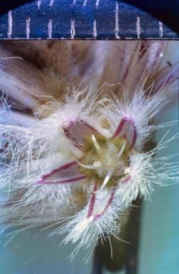 APII jpeg image of Ptilotus  © contact APII