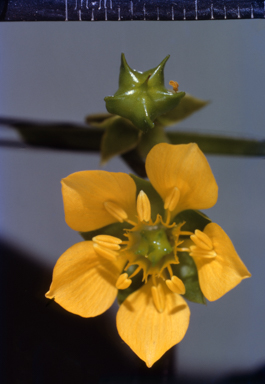 APII jpeg image of Pelargonium australe  © contact APII