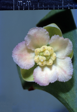 APII jpeg image of Hibbertia dilatata  © contact APII