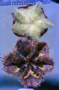 APII jpeg image of Seringia corollata  © contact APII