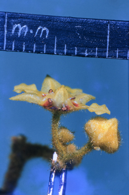 APII jpeg image of Androcalva loxophylla  © contact APII