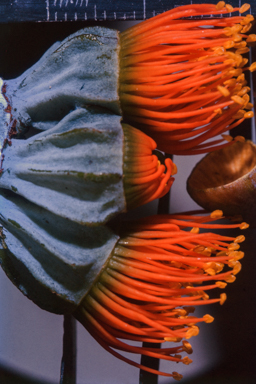 APII jpeg image of Eucalyptus miniata  © contact APII