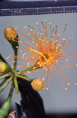 APII jpeg image of Eucalyptus phoenicea  © contact APII