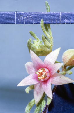 APII jpeg image of Buchanania arborescens  © contact APII