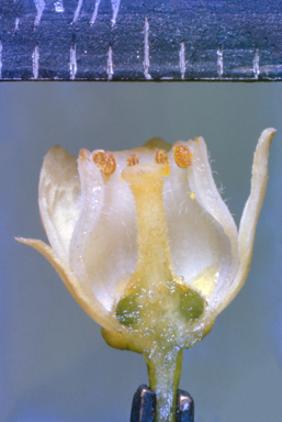 APII jpeg image of Synoum glandulosum subsp. paniculosum  © contact APII