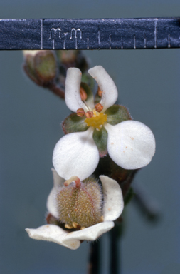 APII jpeg image of Boronia lanceolata  © contact APII