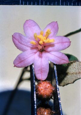 APII jpeg image of Phebalium nottii  © contact APII