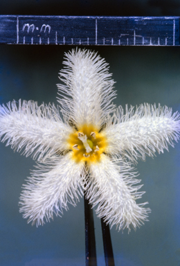 APII jpeg image of Melastoma  © contact APII