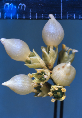 APII jpeg image of Dracophyllum continentis  © contact APII