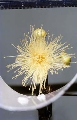 APII jpeg image of Pomax umbellata  © contact APII