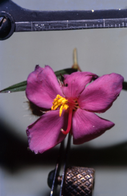 APII jpeg image of Nymphoides crenata  © contact APII