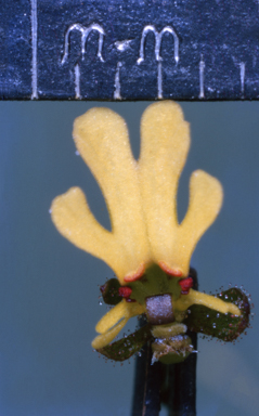 APII jpeg image of Logania  © contact APII