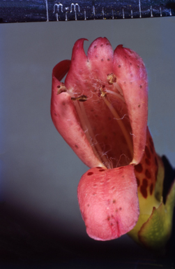 APII jpeg image of Utricularia fulva  © contact APII