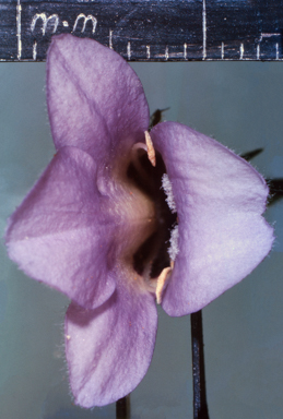 APII jpeg image of Utricularia chrysantha  © contact APII