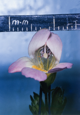 APII jpeg image of Euphrasia collina  © contact APII