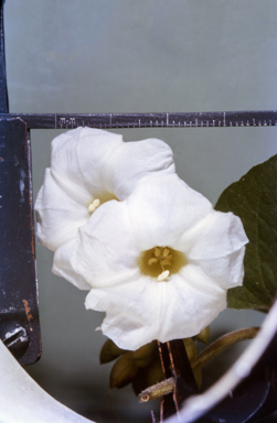 APII jpeg image of Camonea pilosa  © contact APII