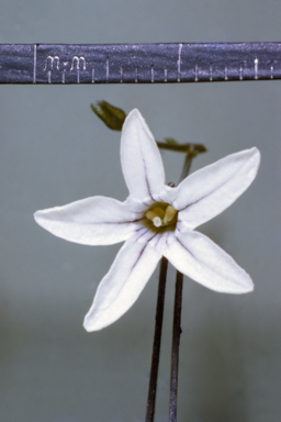 APII jpeg image of Cyphanthera racemosa  © contact APII