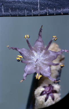 APII jpeg image of Rostellularia adscendens  © contact APII