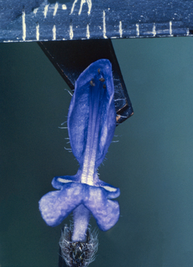 APII jpeg image of Dicrastylis exsuccosa  © contact APII