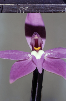 APII jpeg image of Burchardia  © contact APII