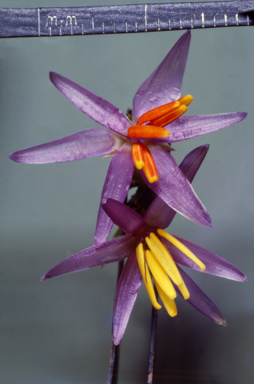 APII jpeg image of Arthropodium strictum  © contact APII