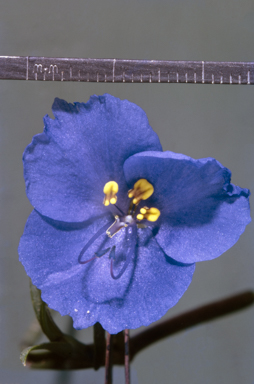 APII jpeg image of Commelina agrostophylla  © contact APII