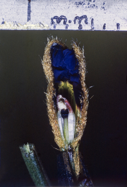 APII jpeg image of Dampiera stricta  © contact APII